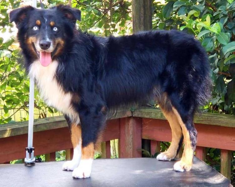 Freestyle's Jack Em' Up Cowboy | Australian Shepherd 