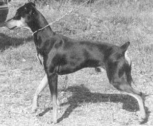 QUINO vom Haingraben | German Pinscher 