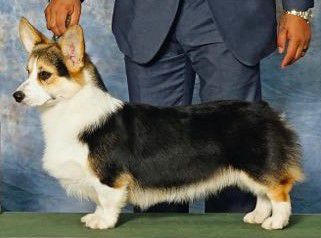 Larklain Blazers Chances Are | Pembroke Welsh Corgi 