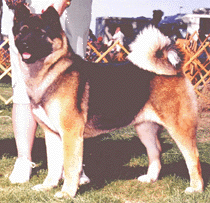 Samkita's Saiwai Of Roy-Tan | Akita 