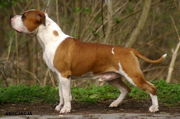 EXCELLENT ASOCJACJA Meloun | American Staffordshire Terrier 