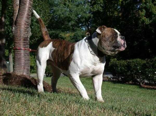 Buckeye's Hammer | Olde English Bulldogge 