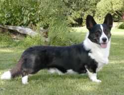 Geestland's Picked Pard | Cardigan Welsh Corgi 