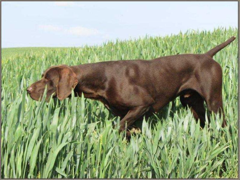 HUNTER vom Peenestrom | German Shorthaired Pointer 