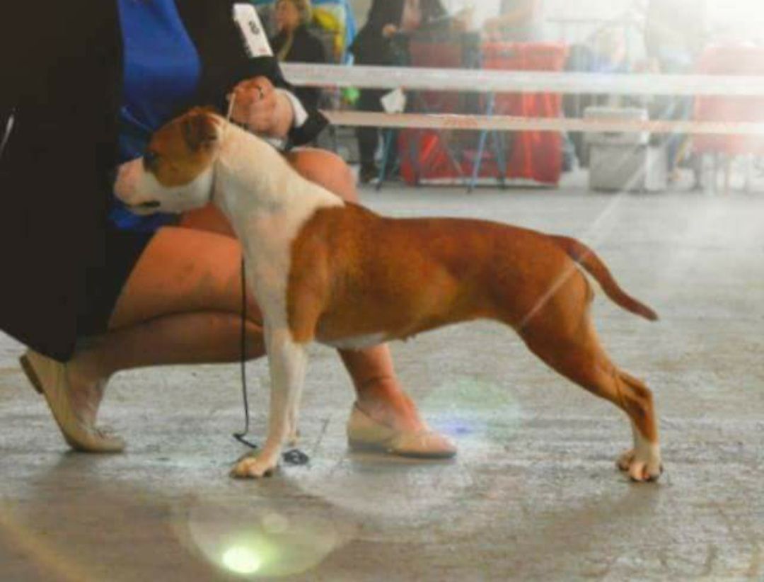 Nasty girl du temple de gaia | American Staffordshire Terrier 