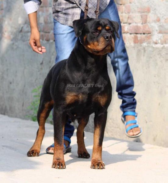 Cherry vom Bosniak Rott of Gehlaut | Rottweiler 