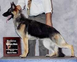 Von Nassau's Snuggles Of Norberge | German Shepherd Dog 