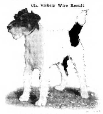 Vickery Wire Result (c.1912) | Wire Fox Terrier 