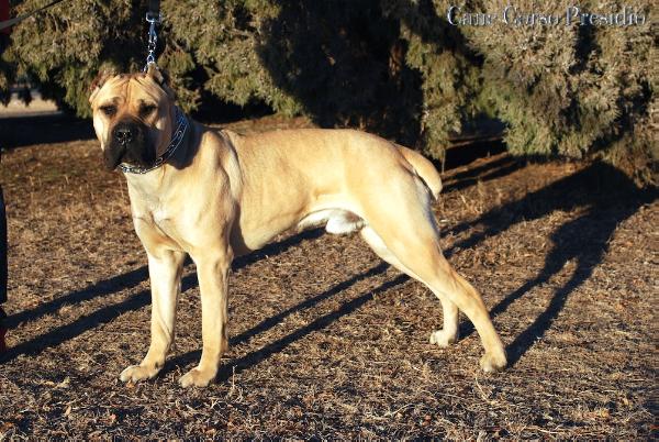 Presidio's Fulmino | Cane Corso 