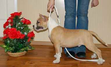 Irgen Gold Yaromir Yagr | American Staffordshire Terrier 