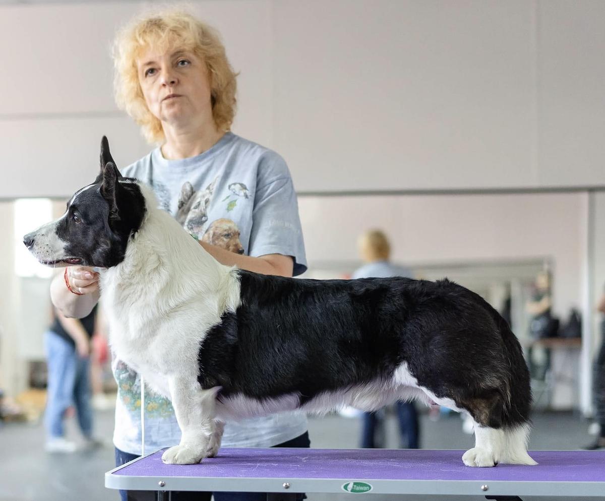 Be my lucky wed'mak | Cardigan Welsh Corgi 