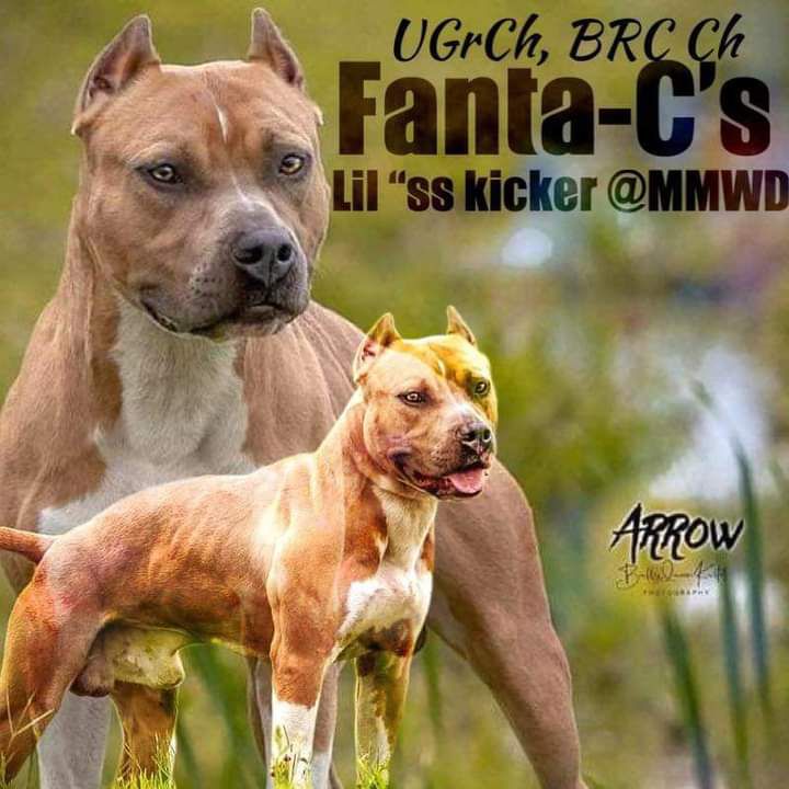 FANTA-C'S LIL'SS KICKER @ MMWD | American Pit Bull Terrier 