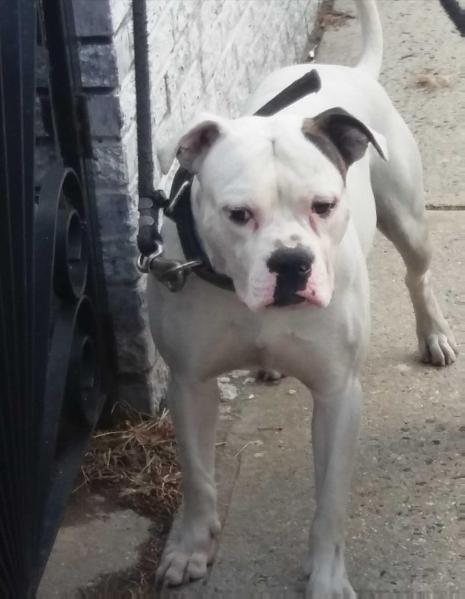 Wasteland Deacon of streetwize | American Bulldog 