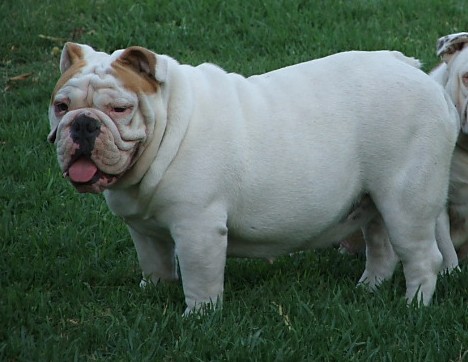 Mariobull Janice | Bulldog 