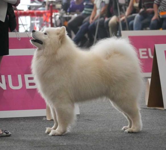 Lighto The Twinkling Star of Blossomrain | Samoyed 