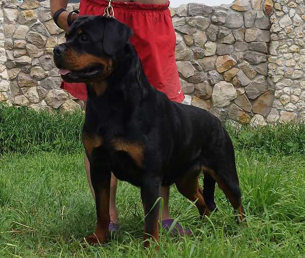 Olburd Elisa | Rottweiler 