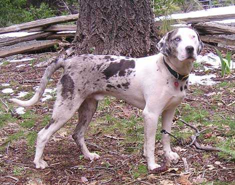 Travel N Blues CB Cruzer | Catahoula Leopard Dog 