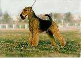 Big Lady*s Manipulator | Airedale Terrier 