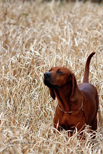 Sidearm Bad Moon Risin' | Redbone Coonhound 