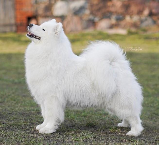 ALABAMA OF JIP The Glow Of The Snowy Star | Samoyed 