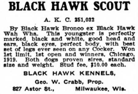 Black Hawk Scout (251032) | American Cocker Spaniel 