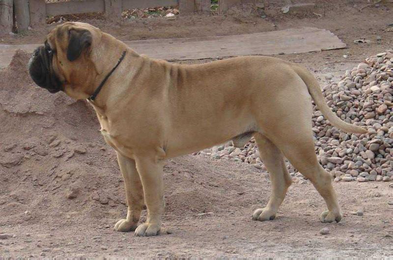 RUSSELL KAISER FAWN | Bullmastiff 