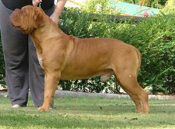 Bronzantiq Vieux Soldat (AI) | Dogue de Bordeaux 