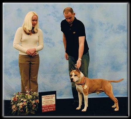 Cirkle C's White Sox | American Staffordshire Terrier 