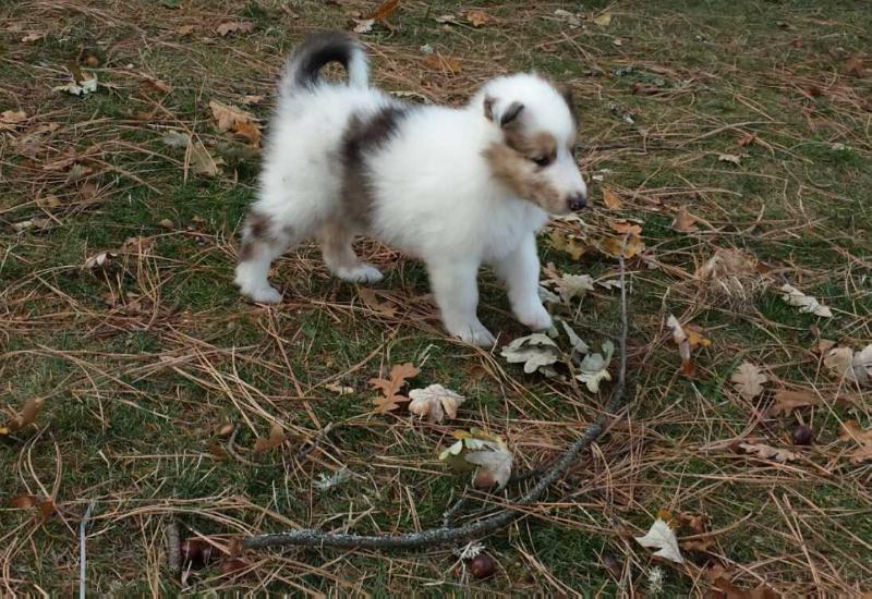 Reese | Rough Collie 