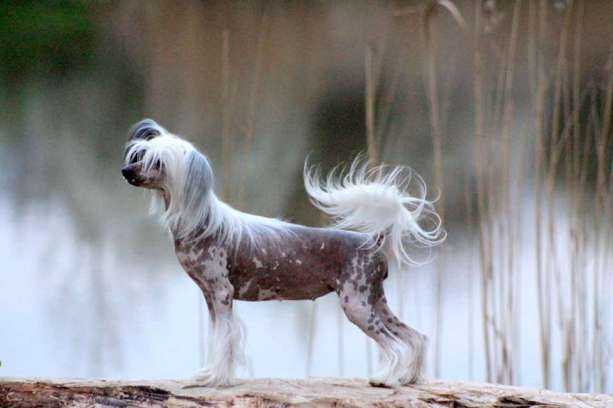 Secret Eurydyka Tanczaca | Chinese Crested 