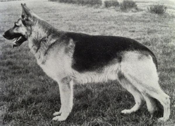 Jalk vom Fohlenbrunnen | German Shepherd Dog 