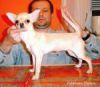 MASSAR ATOMIK KITTEN | Chihuahua 