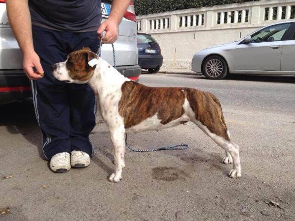 A Ticket to Sinuaria | American Staffordshire Terrier 