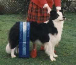 Pania Of Clan-Abby | Border Collie 