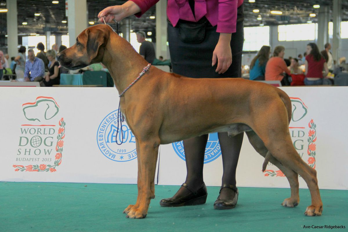 Maiden’s Kalahari Kandy | Rhodesian Ridgeback 