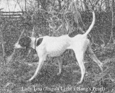 Lady Lou (Jingo's Light x Bang's Pearl) | Pointer 