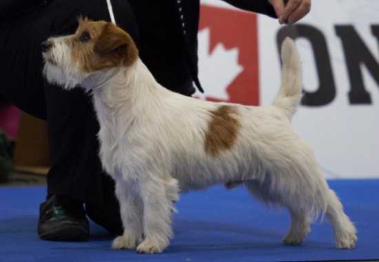 Maison Clery Air One | Jack Russell Terrier 