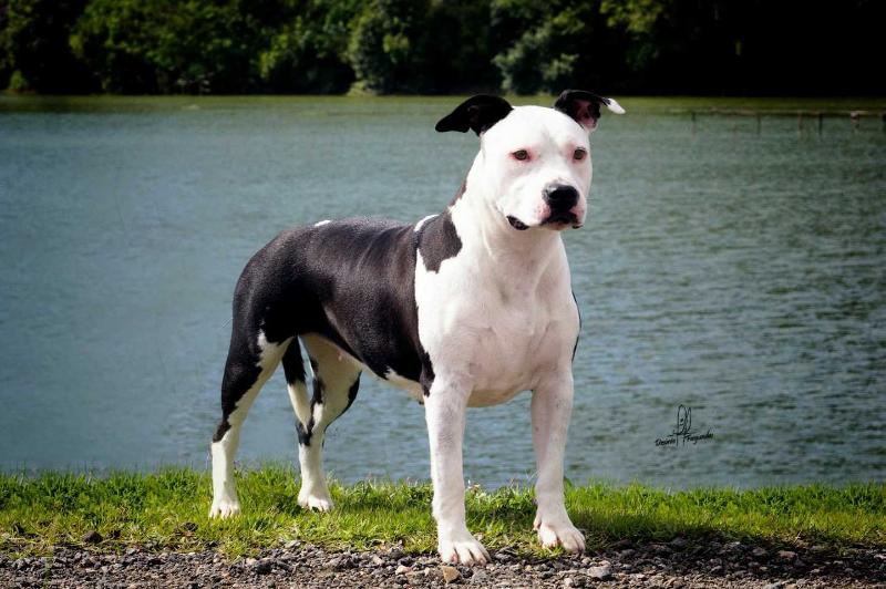 Doly Bell Cosa Nostra Impero | American Staffordshire Terrier 