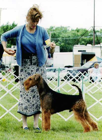 Stone Ridge Moraine Man O'War | Airedale Terrier 