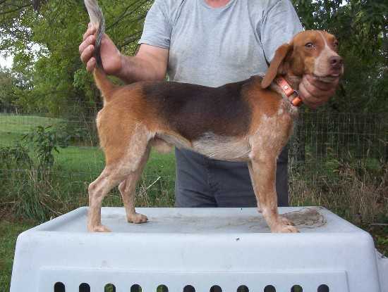 Scrogham's Blue Ruger | Beagle 