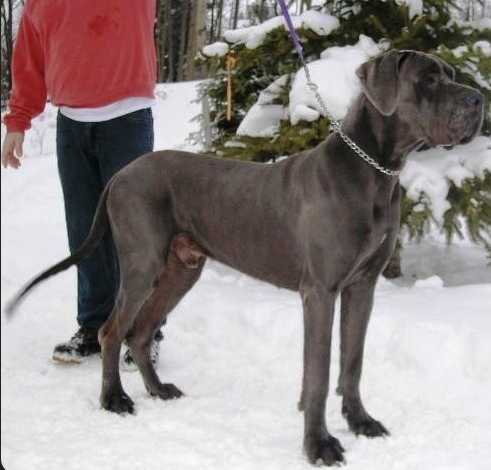 Merveille Myszatka | Great Dane 