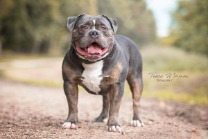 Marvellous Bulls Conan | Olde English Bulldogge 