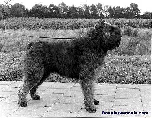 Bram Simone v. Dafzicht | Bouvier des Flandres 