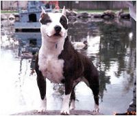 Nevada´s nuclear chaos | American Pit Bull Terrier 