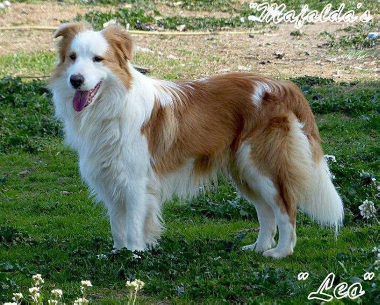 Golden Willow de Mafalda's | Border Collie 