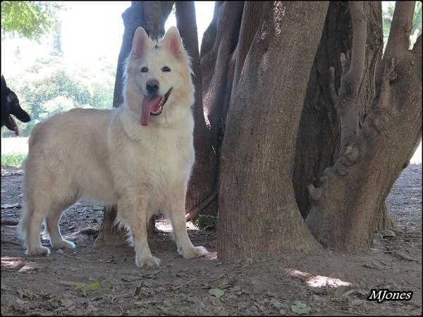 Asia Von Stivaz | White Swiss Shepherd Dog 