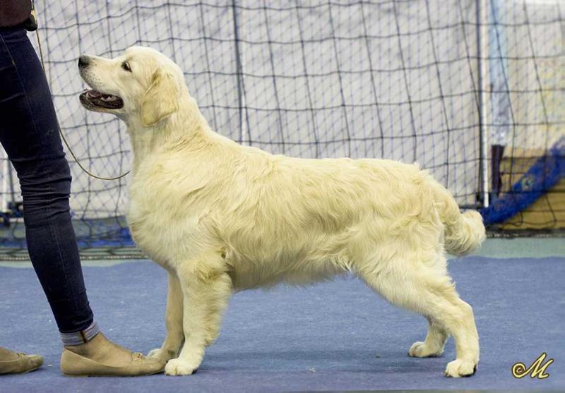 Tamniarn Johnny Jump Up to Meiepere | Golden Retriever 