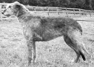 Sulhamstead Mesa | Irish Wolfhound 