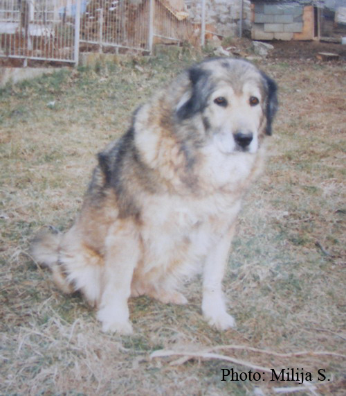 Malena | Yugoslavian Shepherd Dog-Sarplaninac 
