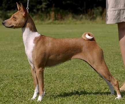 Wordsworth Image of Gossip | Basenji 